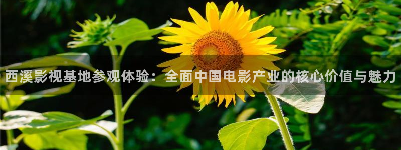 桔子桔子视频